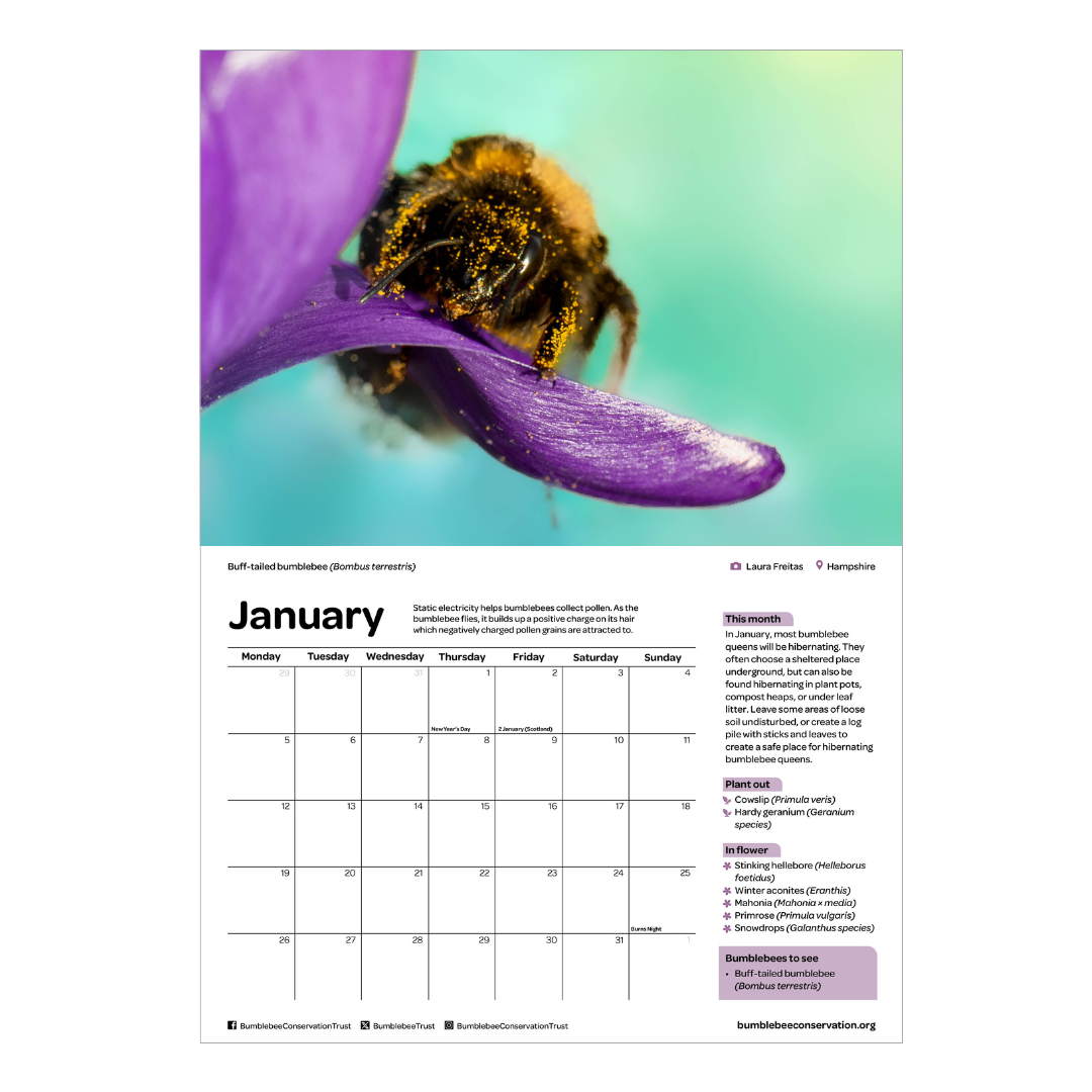 2026 bumblebee calendar