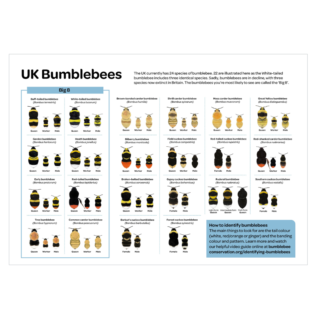 2026 bumblebee calendar