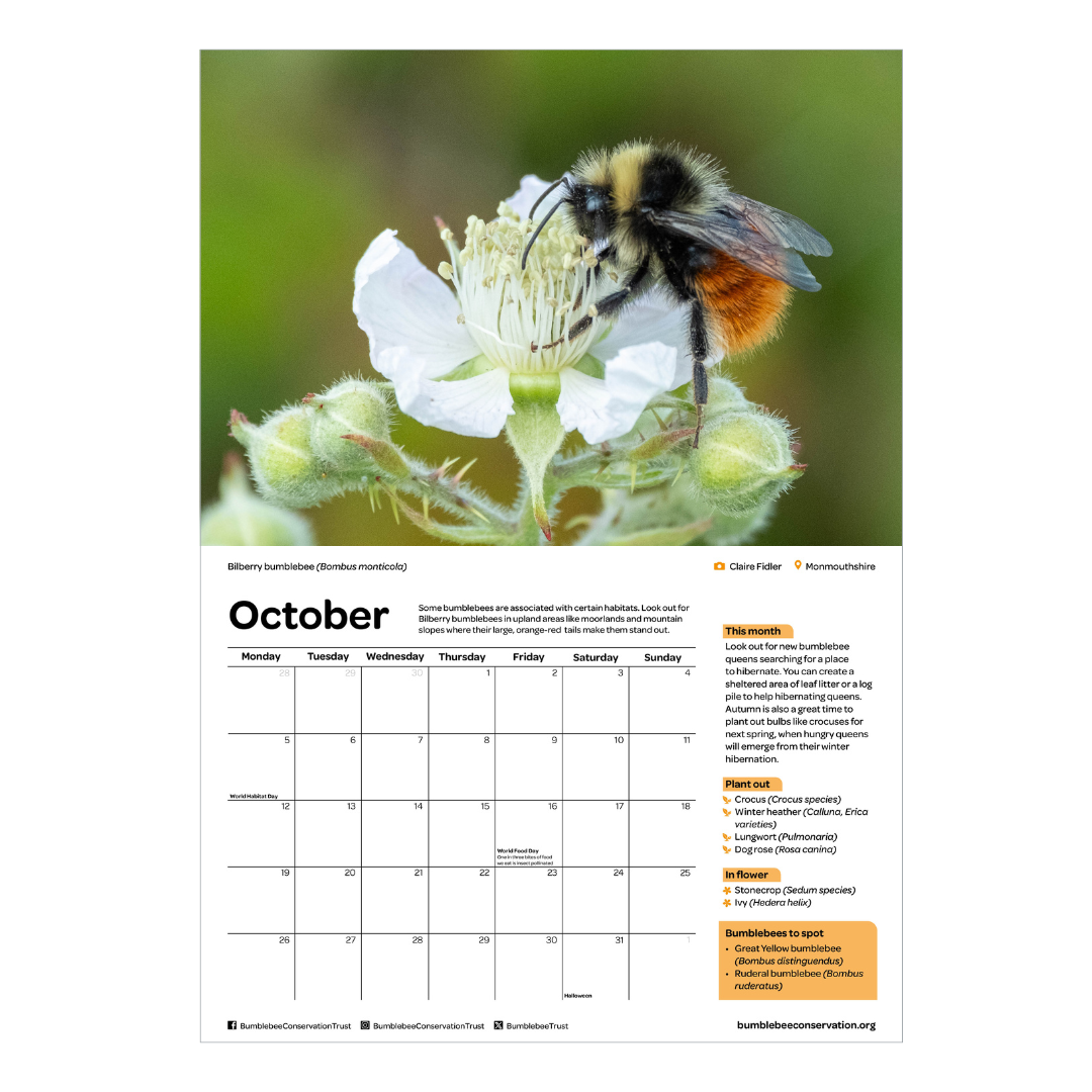 2026 bumblebee calendar