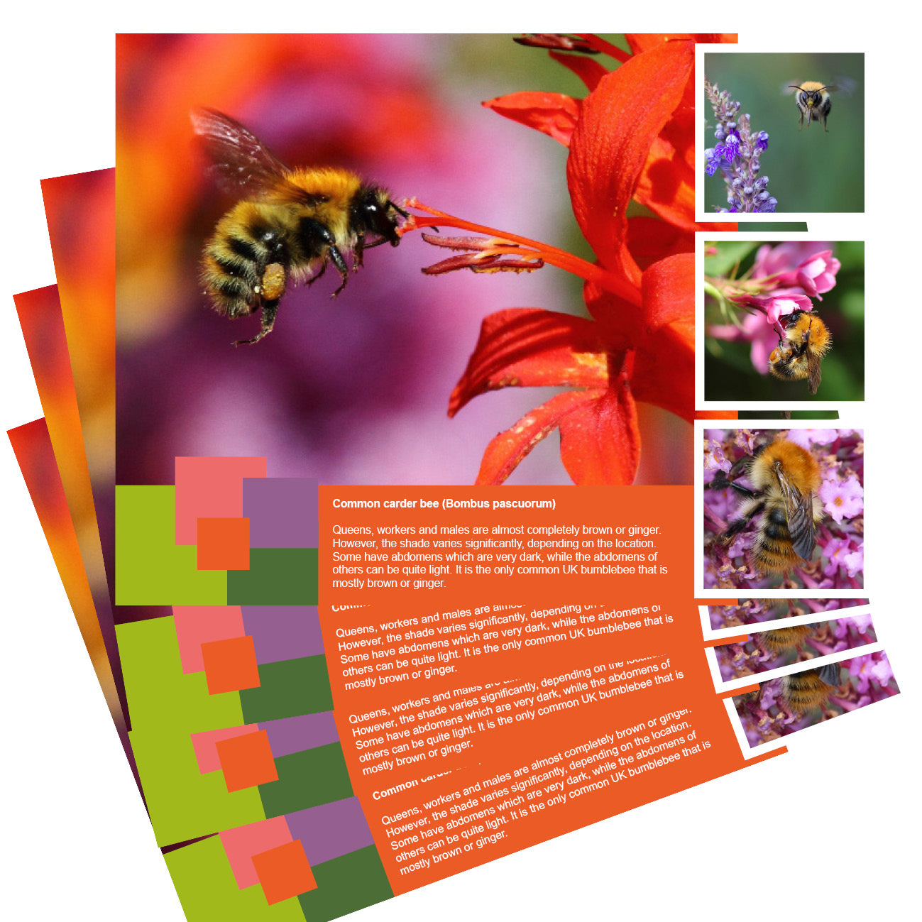 Common carder bumblebee postcard