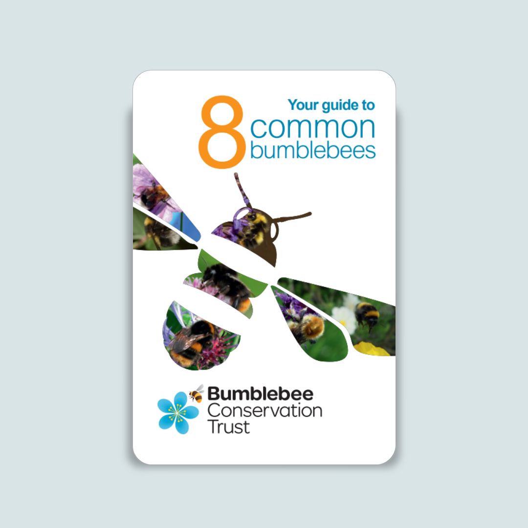 Pocket ID guide – UK’s common bumblebees