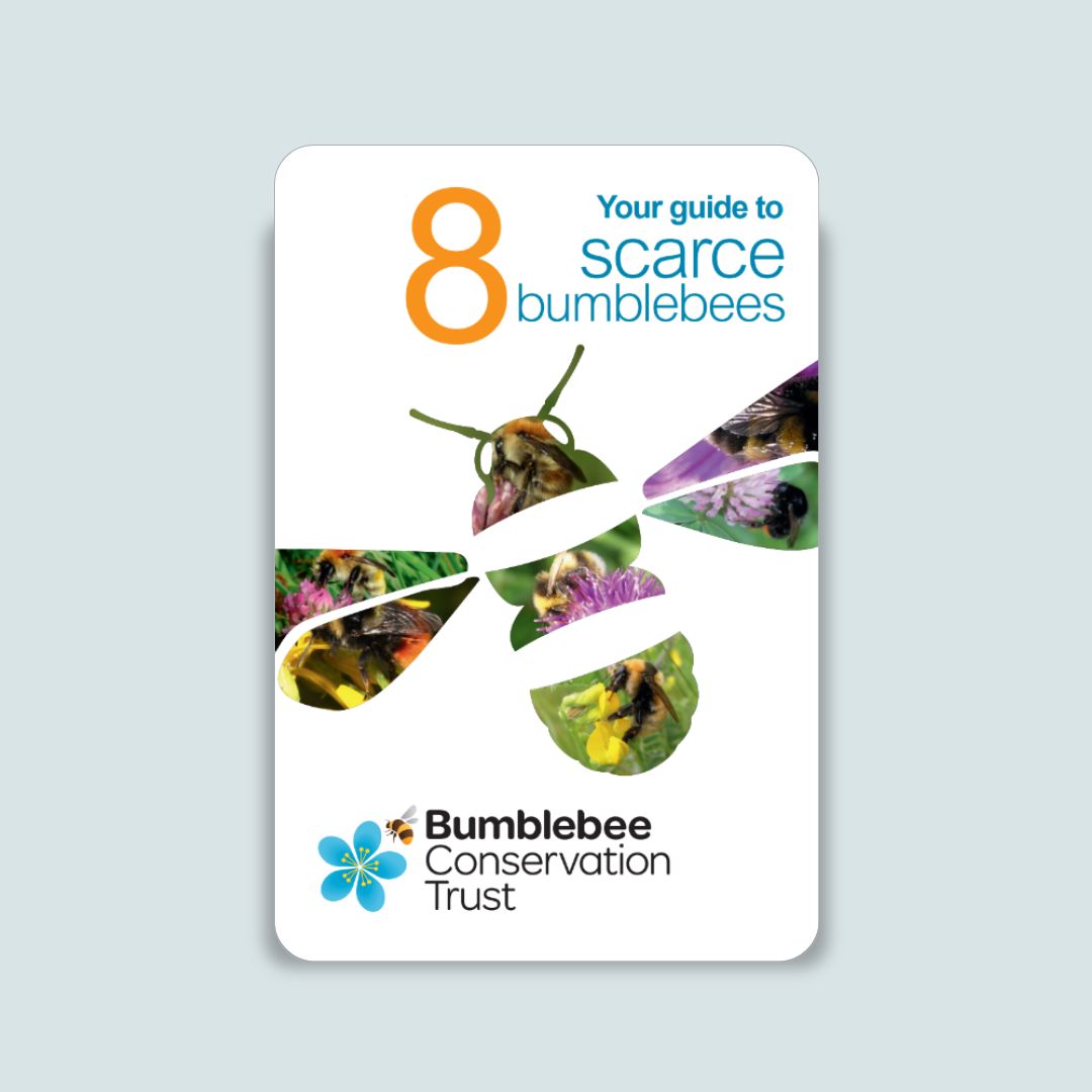 Pocket ID guide – UK’s scarce bumblebees