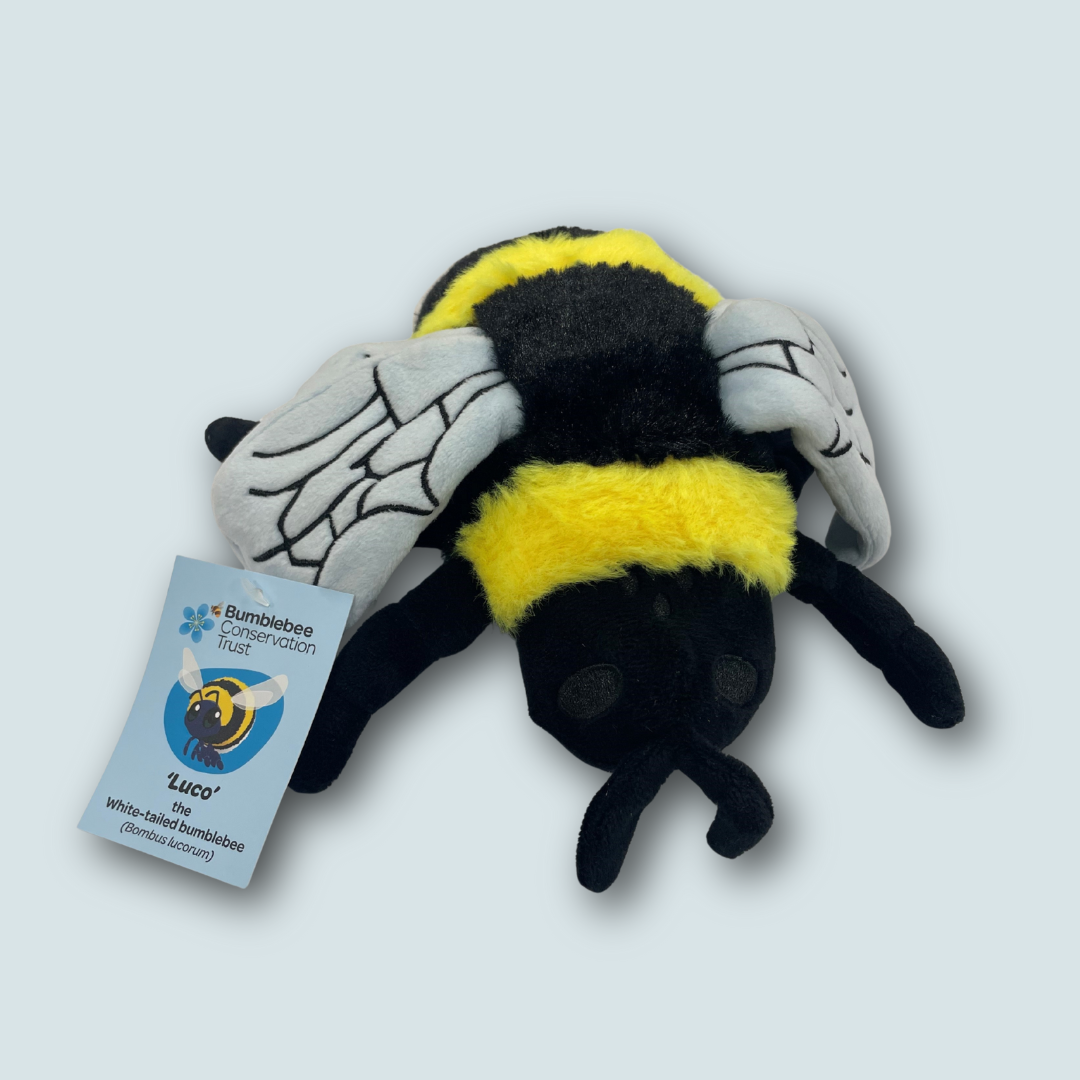 Bumblebee soft toy