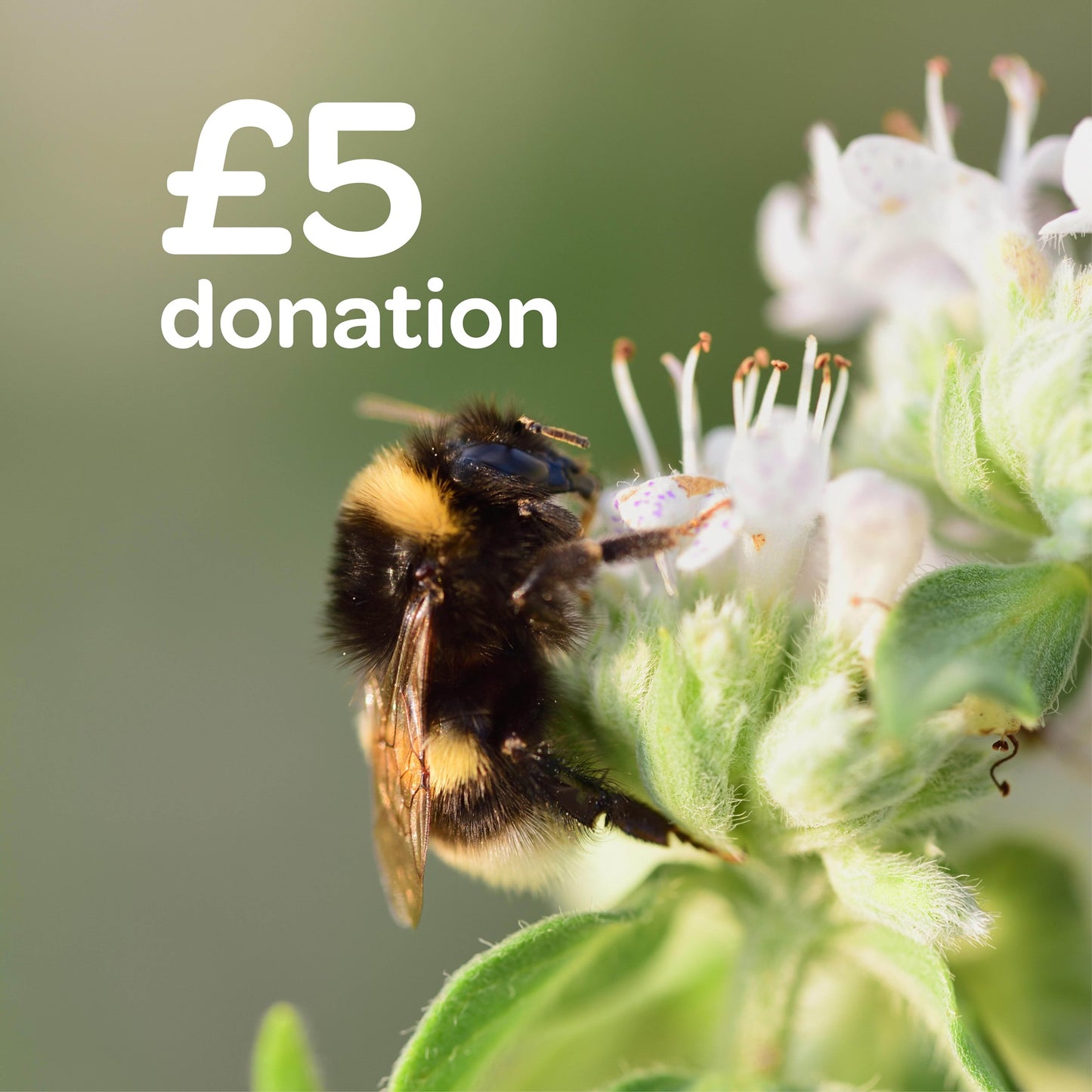 £5 donation