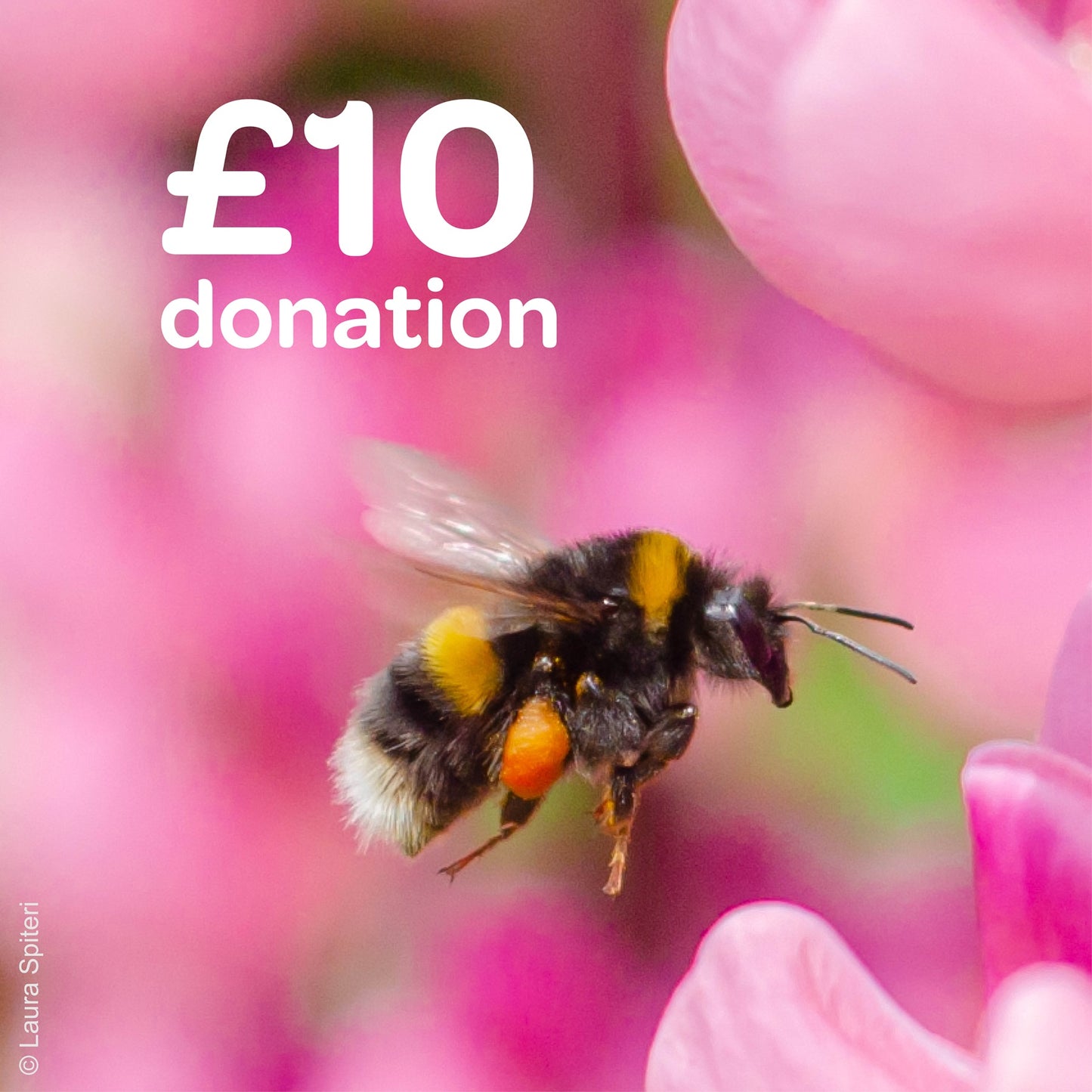 £10 donation