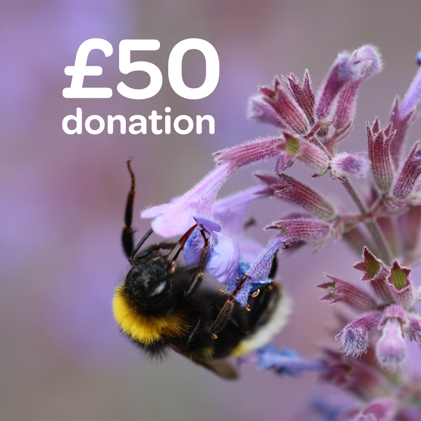 £50 donation