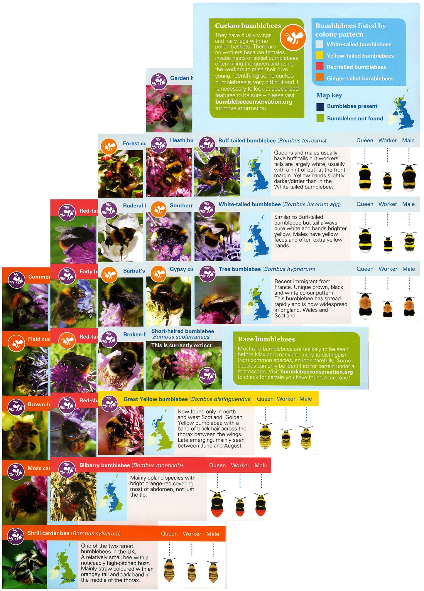 What's that bumblebee? ID guide