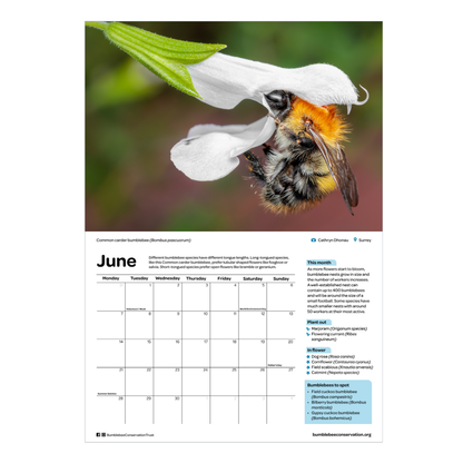 2027 bumblebee calendar