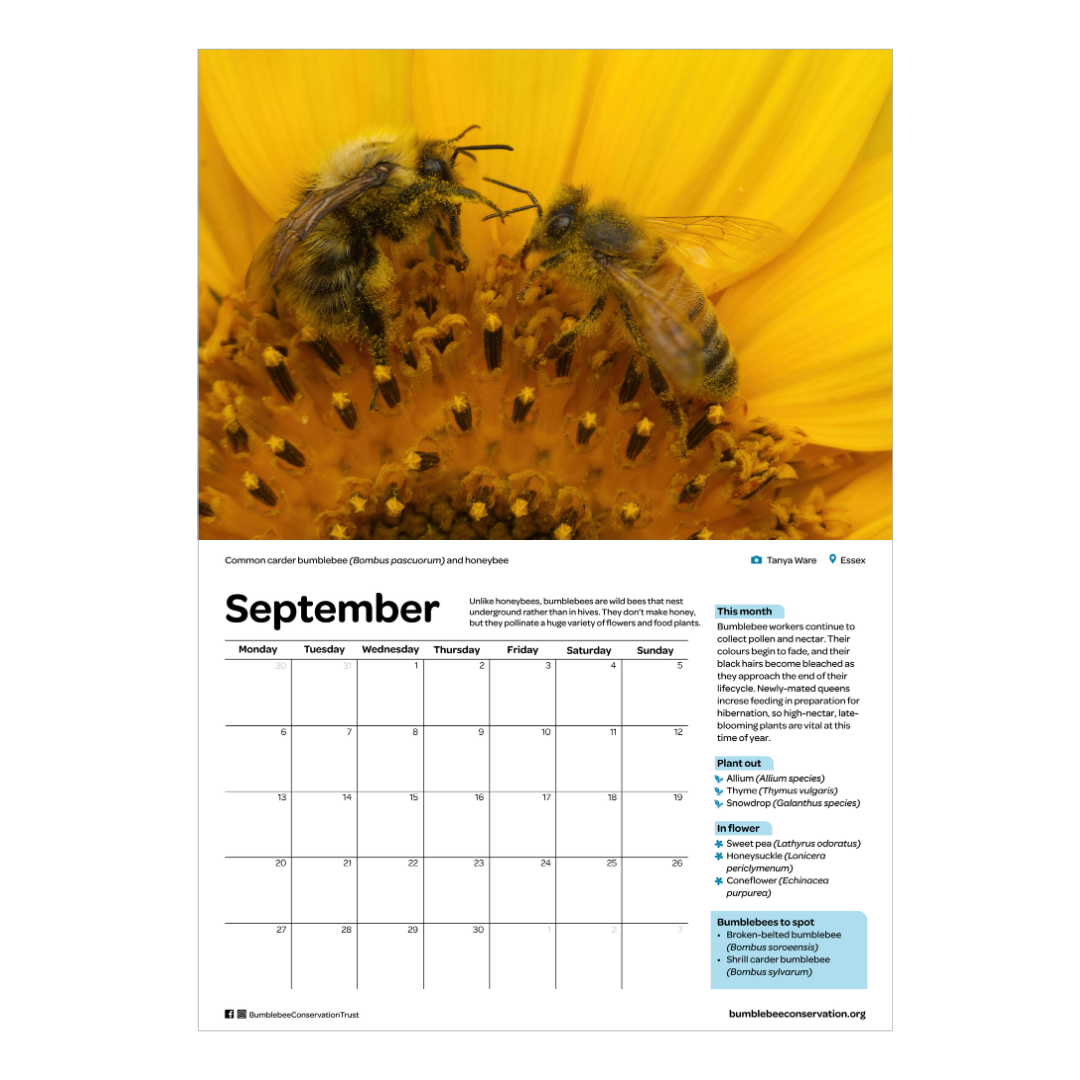 2027 bumblebee calendar