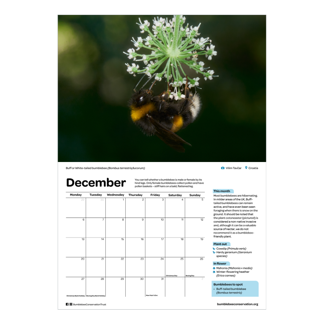 2027 bumblebee calendar