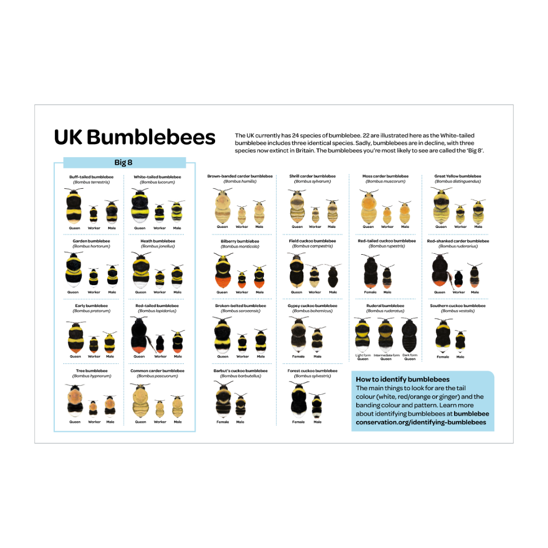 2027 bumblebee calendar