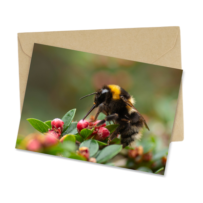 Christmas cards 9-pack