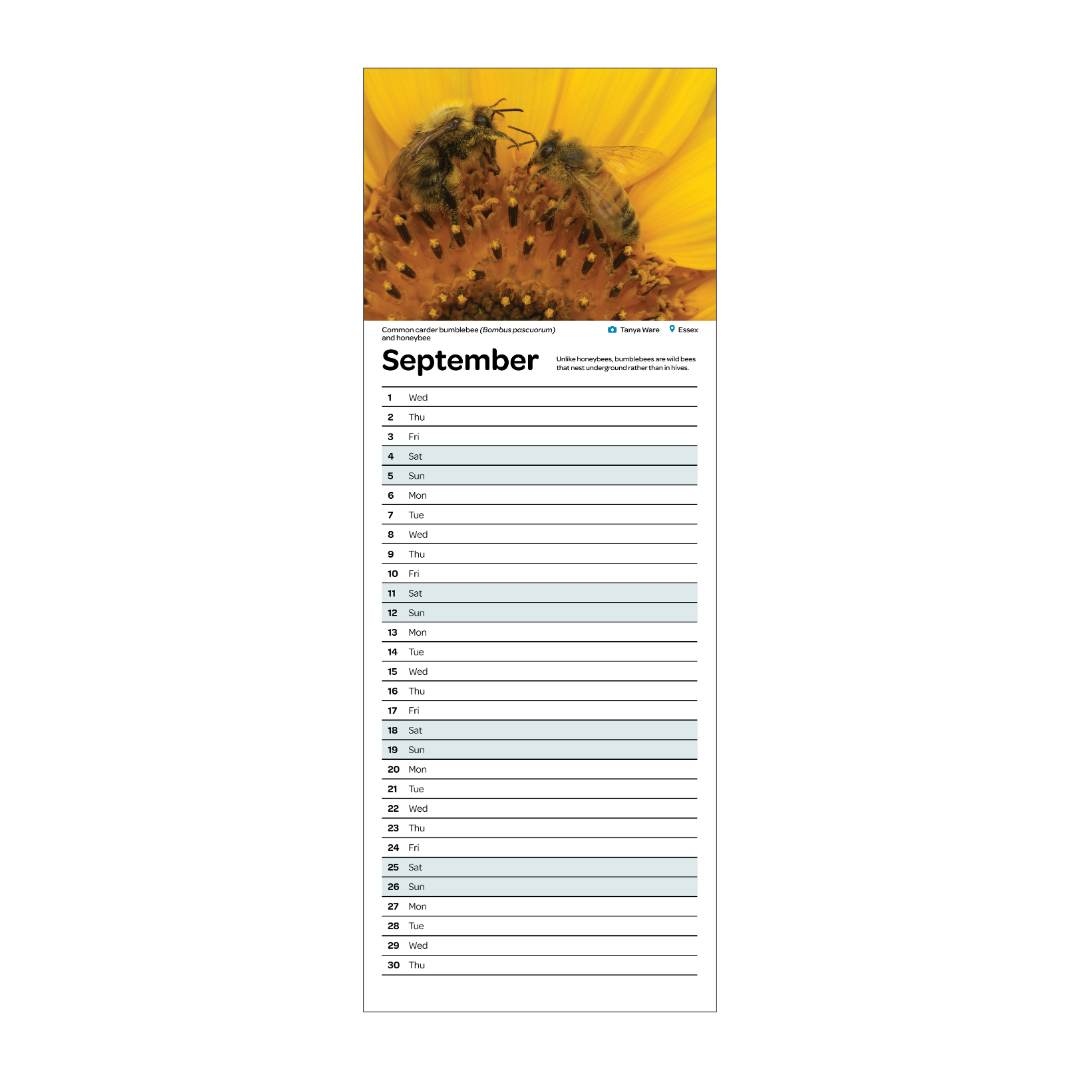 2027 slimline bumblebee calendar