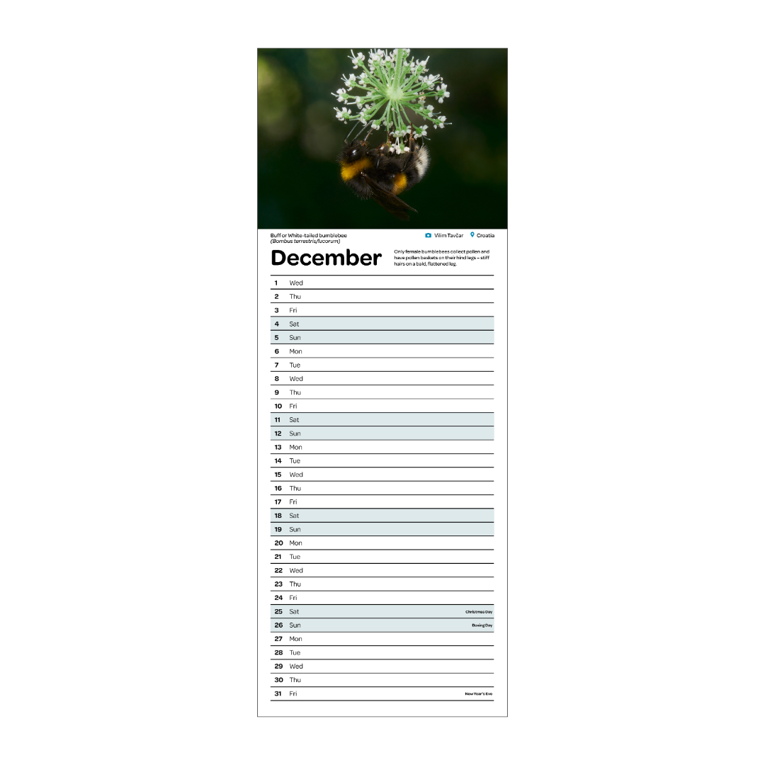2027 slimline bumblebee calendar