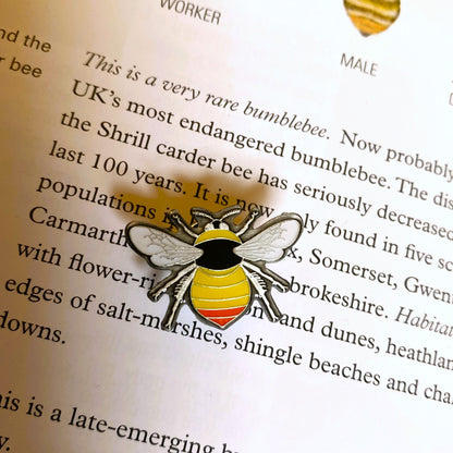 Shrill carder bumblebee pin badge