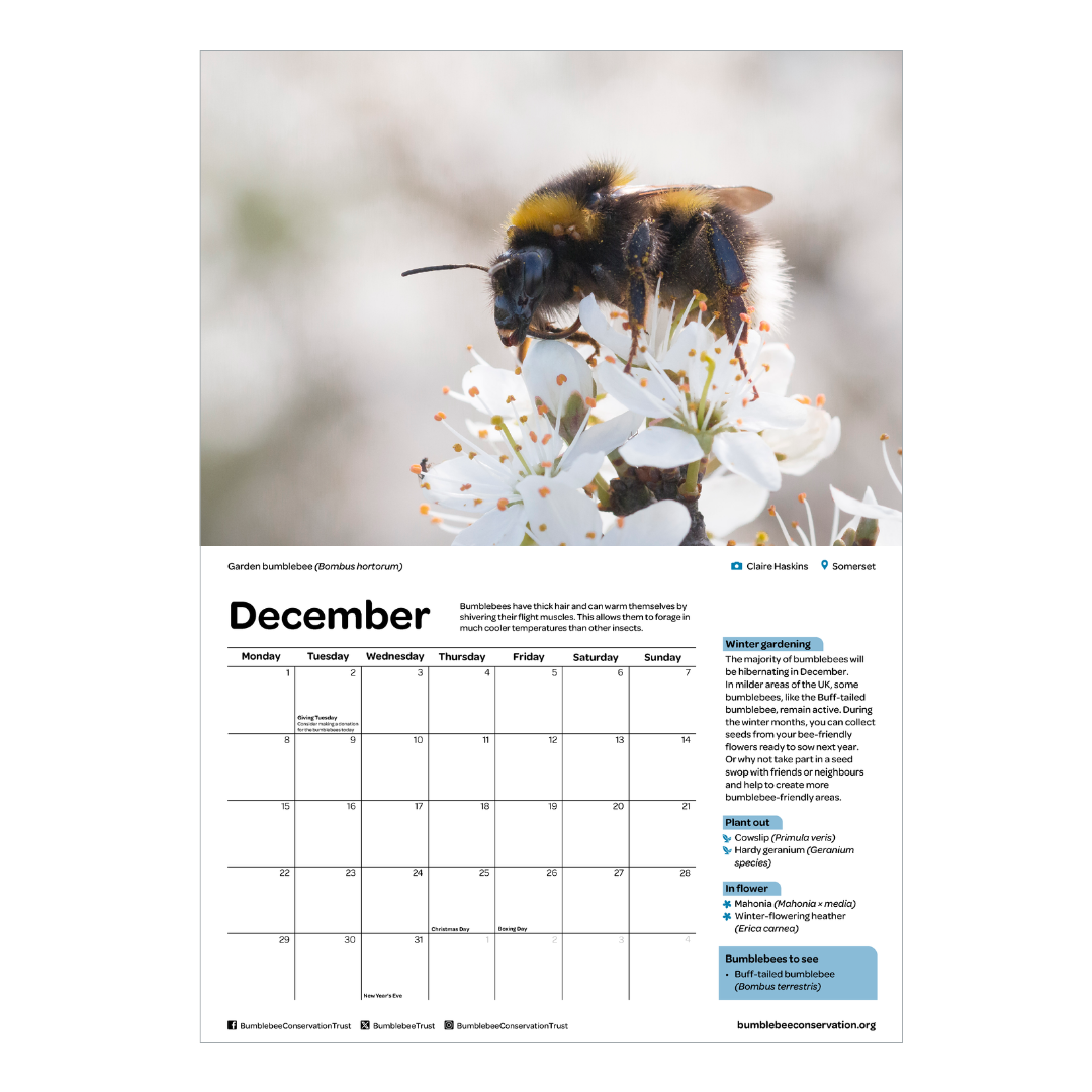 2025 Bumblebee Calendar