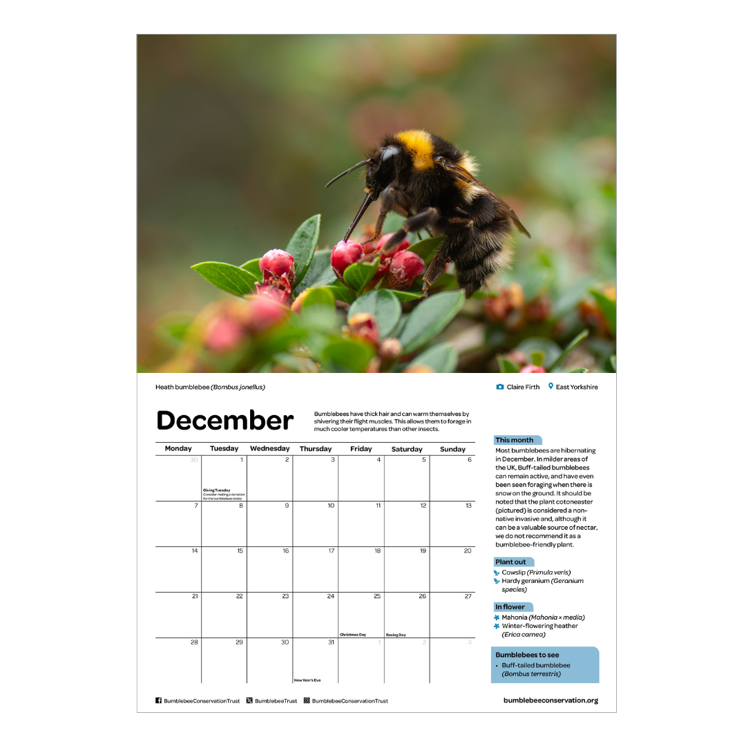 2026 bumblebee calendar