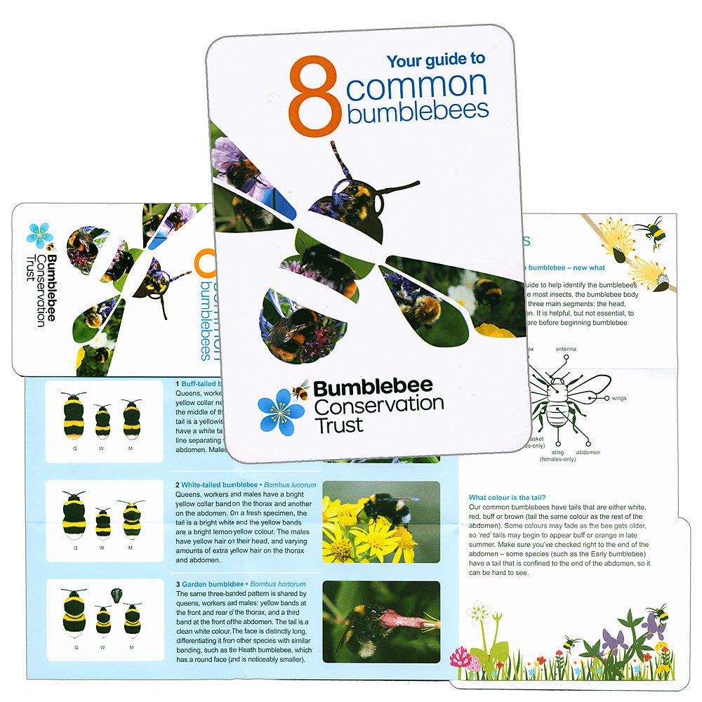 Pocket ID guide – UK’s common bumblebees