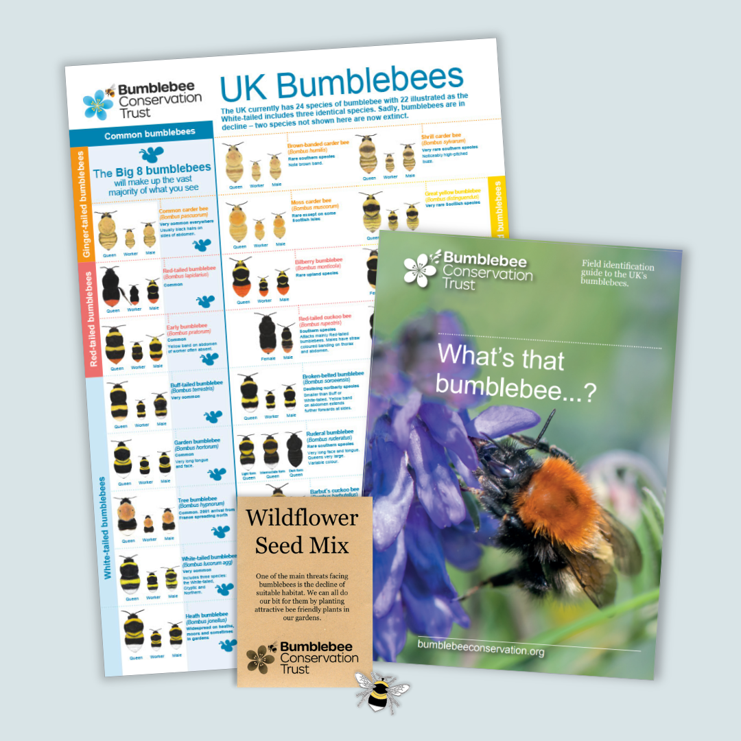 Bee Imageid Bee ID pack – Bumblebee Conservation Trust