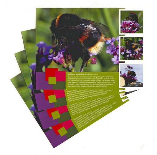 Buff-tailed bumblebee postcard