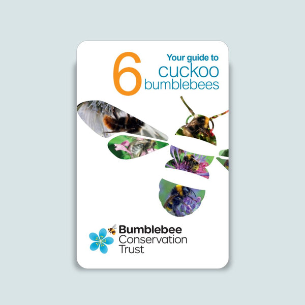 Pocket ID guide – UK’s cuckoo bumblebees – Bumblebee Conservation Trust