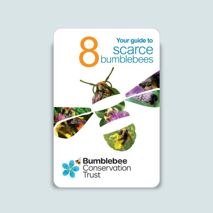 Pocket ID guide – UK’s scarce bumblebees
