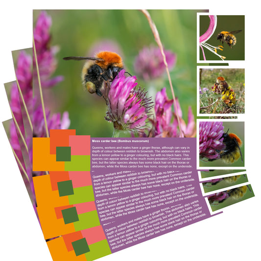 Moss carder bumblebee postcard