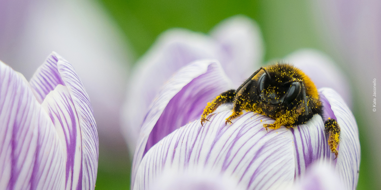 Bumblebee Conservation Trust shop