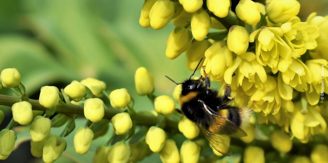 Bumblebee Conservation Trust shop
