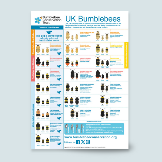 Bee ID poster