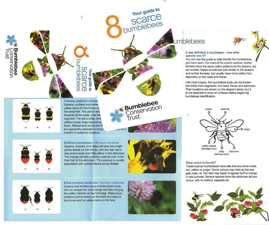 Pocket ID guide – UK’s scarce bumblebees