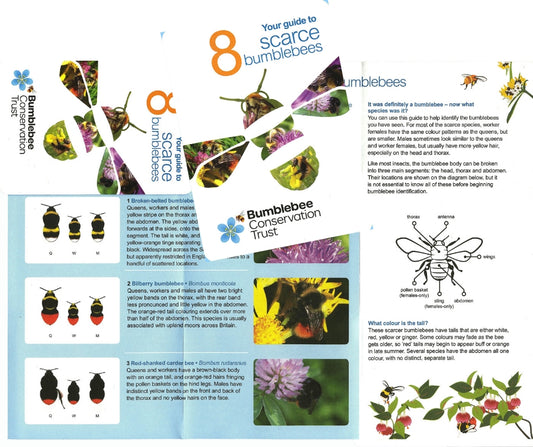 Pocket ID guide – UK’s scarce bumblebees