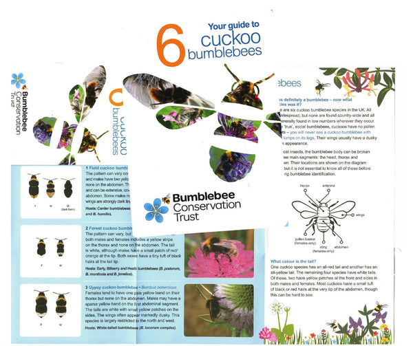 Pocket ID guide – UK’s cuckoo bumblebees – Bumblebee Conservation Trust