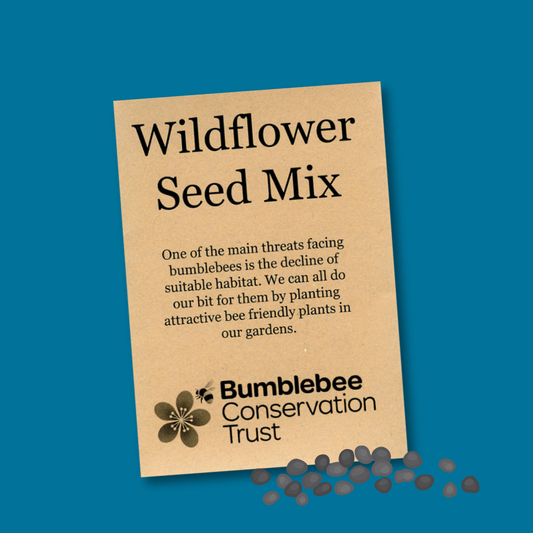 Wildflower seeds