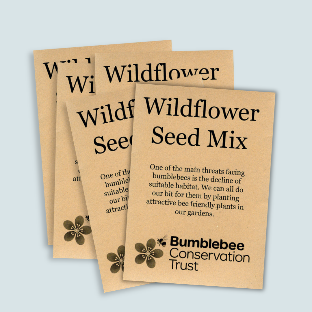 Wildflower seeds 5-pack