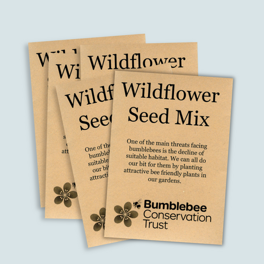 Wildflower seeds 5-pack