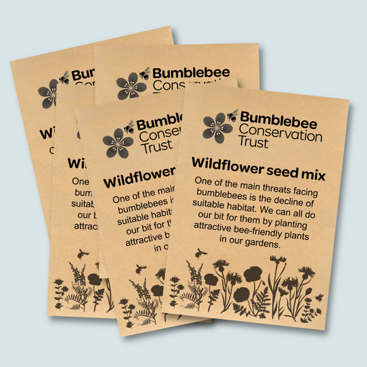 Wildflower seeds 5-pack