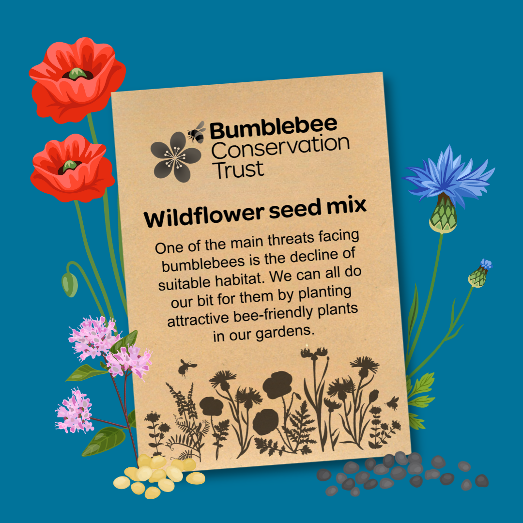 Wildflower seeds