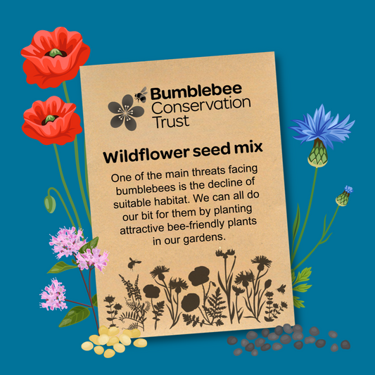 Wildflower seeds